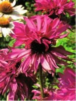 Echinacea Purpurea Double Decker la ghiveci P9