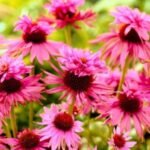 Echinacea Purpurea Double Decker la ghiveci P9 - imagine 2