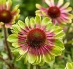 Echinacea Purpurea Green Twister la ghiveci P9 - H 5-10 cm