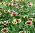 Echinacea Purpurea Green Twister la ghiveci P9 - H 5-10 cm - imagine 2