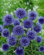 Echinops bannaticus „Blue Globe” (Ciulinul Glob) la ghiveci P9, H 5-10 cm