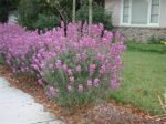 Erysimum Bowles Mauve - Floarea de perete la ghiveci P9 - imagine 2