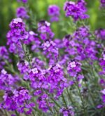Erysimum Bowles Mauve - Floarea de perete la ghiveci P9