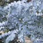 Eucalyptus Gunii - Eucalipt Tazamanian cu frunzis permanent la ghiveci C2