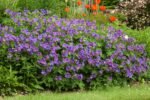 Muscata perena de gradina - Geranium magnificum Rosemoor - la ghiveci P9 - imagine 2