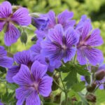 Muscata perena de gradina - Geranium magnificum Rosemoor - la ghiveci P9
