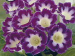 Gloxinia Hollywood - 1 tubercul