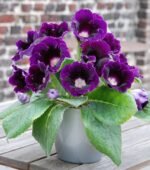 Gloxinia Prins Albert - 1 tubercul - imagine 2
