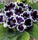 Gloxinia Kaiser Wilhelm - 1 tubercul