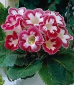 Gloxinia Blanche de Meru - 1 tubercul