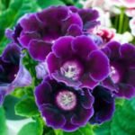 Gloxinia Prins Albert - 1 tubercul