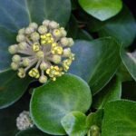Hedera Helix Arborescens - arbust vesnic verde la ghiveci C4 - H 30-40 cm - imagine 4