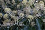 Hedera Helix Arborescens - arbust vesnic verde la ghiveci C4 - H 30-40 cm - imagine 3
