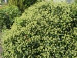 Hedera Helix Arborescens - arbust vesnic verde la ghiveci C4 - H 30-40 cm