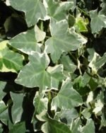 Hedera Helix Glacier- Iedera englezeasca - planta cataratoare vesnic verde la ghiveci P9