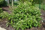 Hedera Helix Arborescens - arbust vesnic verde la ghiveci C4 - H 30-40 cm - imagine 2