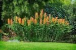 Hedychium gardnerianum - Crin de ghimbir Kahili- 1 bulb foarte mare - imagine 3