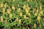 Hedychium gardnerianum - Crin de ghimbir Kahili- 1 bulb foarte mare - imagine 2