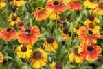 Helenium „Sahin's Early Flowerer” - Floarea Helenei la ghiveci P9