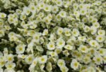 Helianthemum The Bride - Trandafirul de piatra vesnic verde la ghiveci P9 - imagine 3