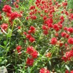 Helianthemum 'Amabile Plenum - Trandafirul de piatra vesnic verde la ghiveci P9 - imagine 2