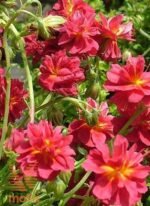 Helianthemum Cerise Queen - Trandafirul de piatra vesnic verde la ghiveci P9