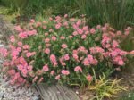 Helianthemum Lawrenson's Pink - Trandafirul de piatra vesnic verde la ghiveci P9, H 5-10 cm - imagine 2