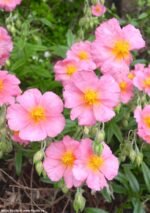 Helianthemum Lawrenson's Pink - Trandafirul de piatra vesnic verde la ghiveci P9, H 5-10 cm