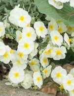 Helianthemum The Bride - Trandafirul de piatra vesnic verde la ghiveci P9