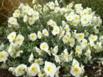 Helianthemum The Bride - Trandafirul de piatra vesnic verde la ghiveci P9 - imagine 2