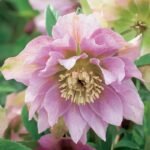 Spanz - Helleborus Orientalis Double Ellen Pink cu frunzis vesnic verde la ghiveci P9