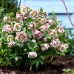 Spanz - Helleborus Orientalis Double Ellen Pink cu frunzis vesnic verde la ghiveci P9 - imagine 2