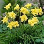 Hemerocallis Double River Wye - Crin de o zi  - 1 rizom - imagine 2