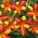 Hemerocallis Frans Halls - Crin de o zi  - la ghiveci C1