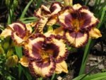 Hemerocallis Open My Eyes - Crin de o zi  - 1 rizom - imagine 2
