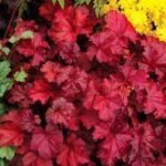 Heuchera Fire Chief - Clopotei de Coral cu frunzis permanent la ghiveci P9