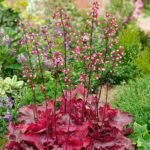 Heuchera Fire Chief - Clopotei de Coral cu frunzis permanent la ghiveci P9 - imagine 2