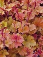 Heuchera Marmalade - Clopotei de Coral cu frunzis permanent la ghiveci P9 - imagine 2