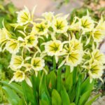 Hymenocallis „Sulphur Queen” - Narcisa peruană - 1 bulb - imagine 2