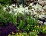 Hymenocallis Festalis - Narcisa peruană - 1 bulb - imagine 2