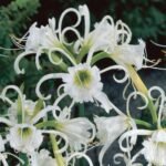 Hymenocallis Festalis - Narcisa peruană - 1 bulb