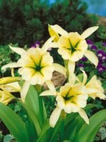 Hymenocallis „Sulphur Queen” - Narcisa peruană - 1 bulb