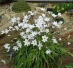 Ipheion „White Star” - Floarea de stele de primăvară pachet 5 bulbi (Livrarea dupa 10 Septembrie) - imagine 2