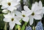 Ipheion „White Star” - Floarea de stele de primăvară pachet 5 bulbi (Livrarea dupa 10 Septembrie)