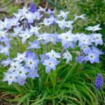 Ipheion „Wisley Blue” - Floarea de stele de primăvară pachet 5 bulbi (Livrarea dupa 10 Septembrie) - imagine 2