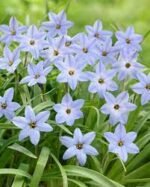 Ipheion „Wisley Blue” - Floarea de stele de primăvară pachet 5 bulbi (Livrarea dupa 10 Septembrie)