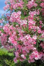 Nerium Oleander Roz- Leandru Roz- arbust vesnic verde la ghiveci C3 - H 50-60 cm - imagine 2