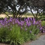 Liatris Spicata - Steaua Stralucitoare la ghiveci P9, H 5-10 cm - imagine 2