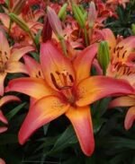 Crin Asiatic Royal Sunset- marime 16/18- pachet 5 bulbi - imagine 2
