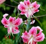 Crin Speciosum Uchida Rubrum - 1 bulb - imagine 2